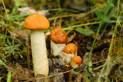 Preview: There are a lot of wild aspen mushrooms growing in the forest. Mushrooms in the forest.