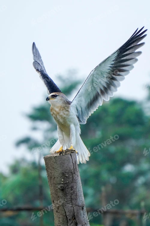 Preview: Black-winged kite (Elanus caeruleus)