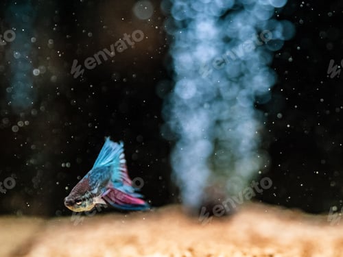 Preview: Exotic fish in aquarium
