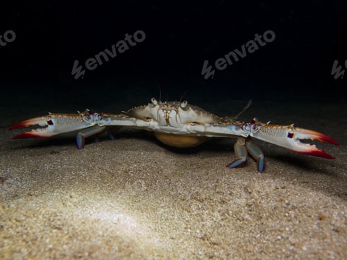 Preview: Invasive blue swimming crab from Cyprus