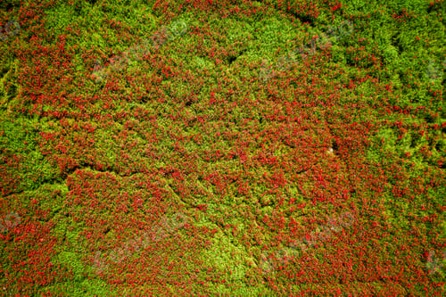 Preview: Flying above stunning red field with poppy seed in countryside