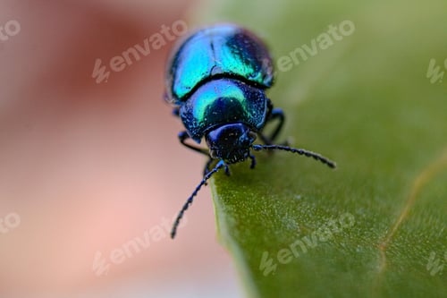 Preview: Closeup shot of an insect with neon colors on the green leaf