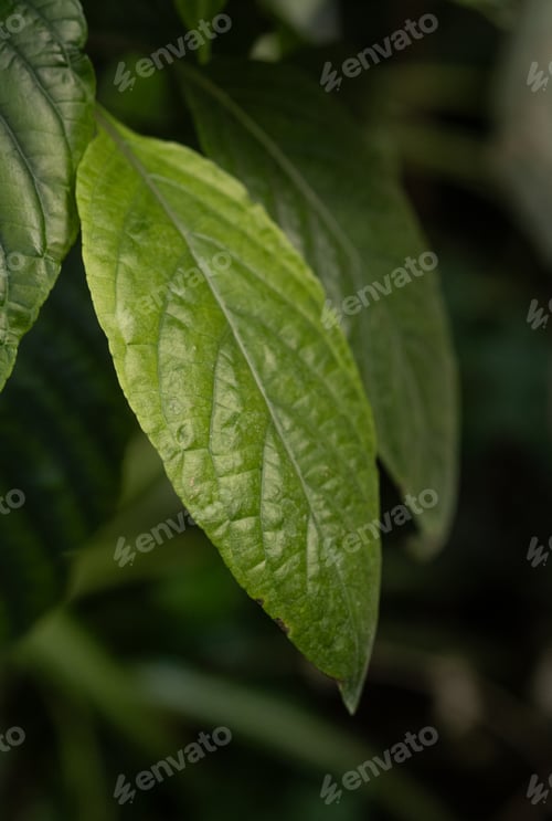 Preview: Leaf of hibiscus plant in sunlight – concept: garden growth and foliage detail