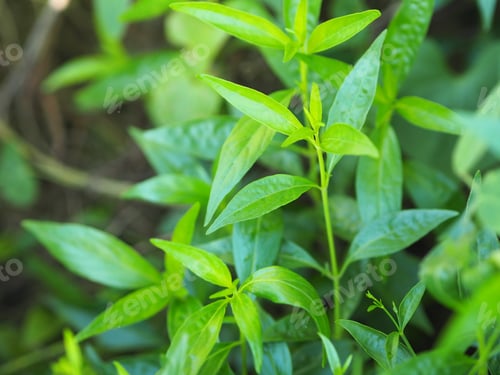 Preview: Thai herbs King of Bitter Andrographis paniculate Burm Fah Talai john green vegetable