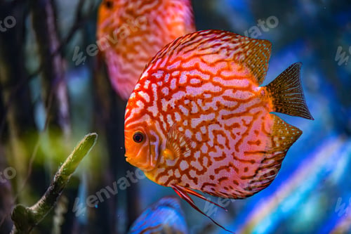Preview: Symphysodon discus in an aquarium on a blue background