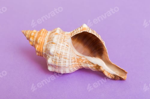 Preview: Beach seashells on colored background. Mock up with copy space