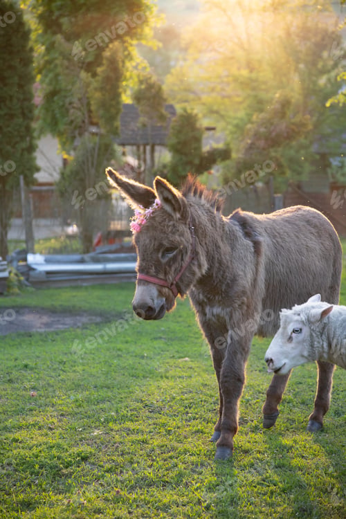 Preview: A cute donkey and a sheep grazing in a garden.