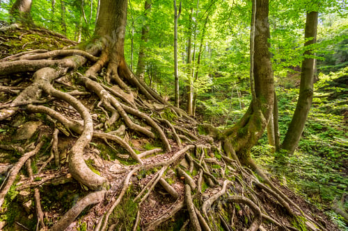 Preview: Tangled roots of trees in the forest