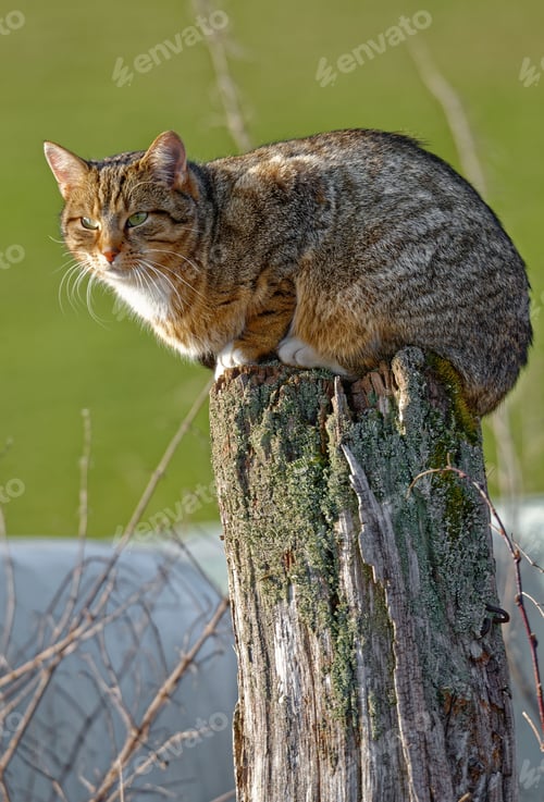 Vista previa: Domestic cat sitting on a pole in the afternoon light.