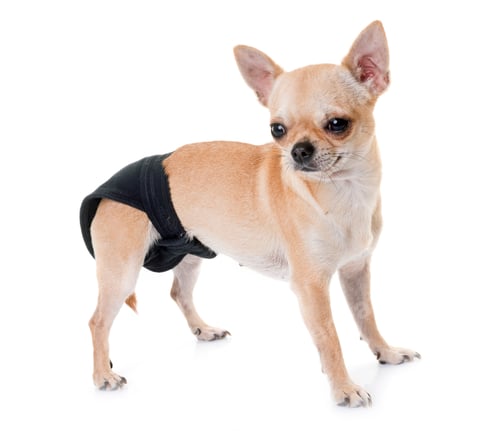 Preview: young chihuahua in studio