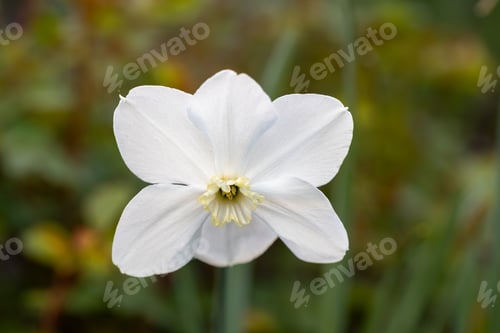 Preview: Close-up of white narcissus flowers (Narcissus poeticus) in spring garden
