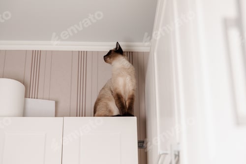 Preview: Siamese cat perches calmly on a kitchen, looking down with piercing blue eyes. Lifestyle with cat. P
