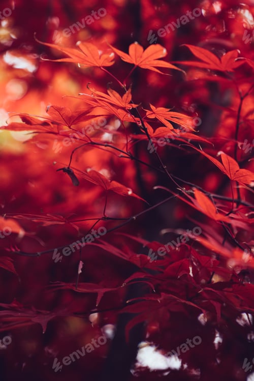 Preview: Red leaves of autumn tree