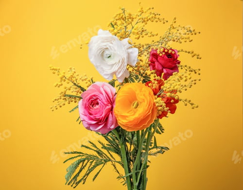Preview: Beautiful ranunculus and mimosa flowers on color background