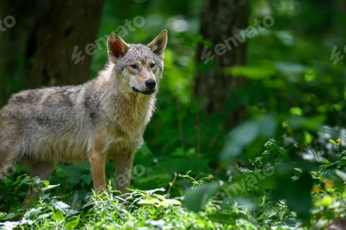 Preview: Wolf in summer forest. Wildlife scene from nature