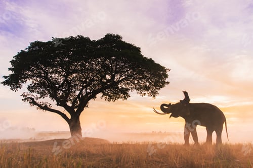 Preview: Elephant at sunrise in Thailand