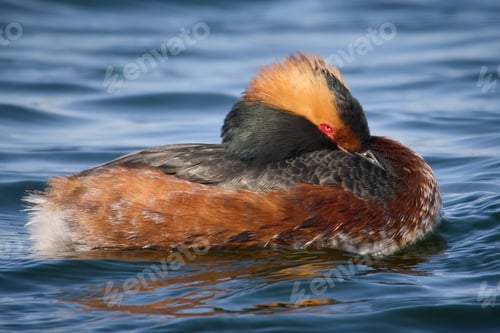 Preview: Horned grebe (Podiceps auritus)