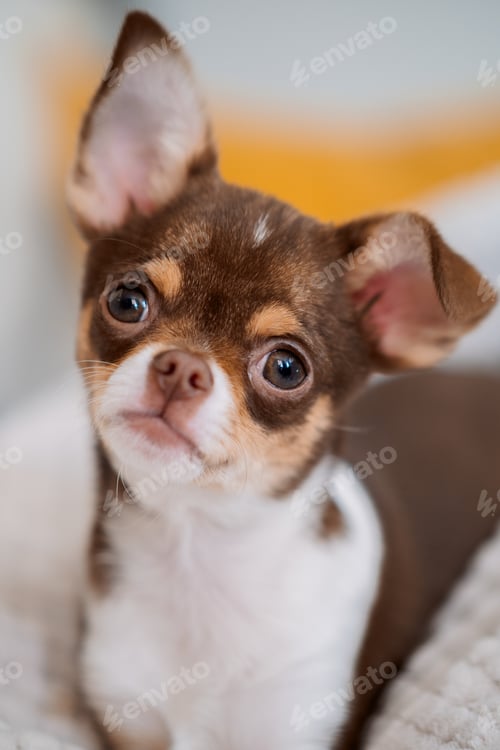 Preview: Adorable chihuahua puppy closeup