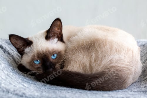 Preview: Cute kitten siamese cat indoor