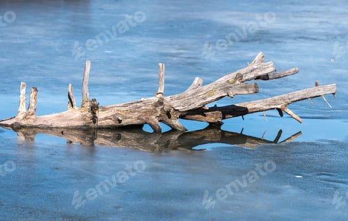 Preview: Old Dry Tree Branch In A Frozen Lake