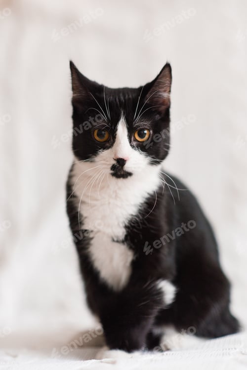 Preview: Beautiful black and white cat with yellow eyes is sitting on a white sofa