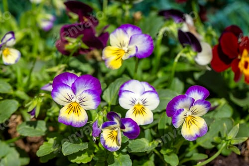 Preview: Scientific name: Viola tricolor - Family: Violaceae