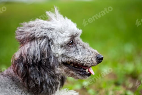 Preview: Poodle in the garden