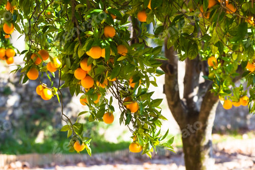 Preview: Ripe oranges on tree