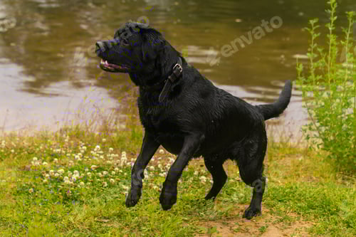 Preview: big black dog labrador