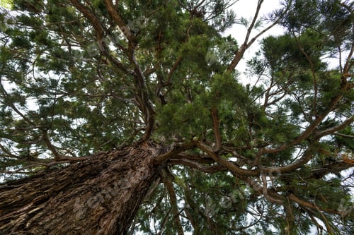 Preview: Low angle view on the pine tree brunches