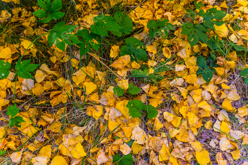 Preview: Detail of the autumn leaves on the Senda de la Vega in Segovia, Spain