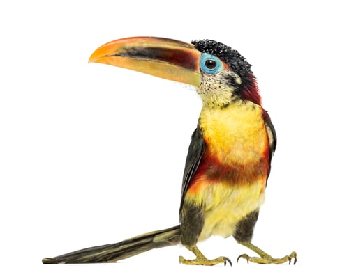 Preview: Curl-crested aracari, isolated on white