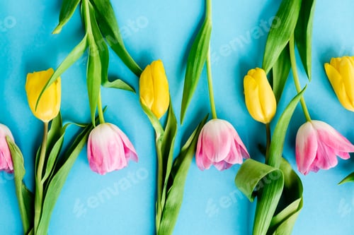 Preview: top view of blooming pink and yellow tulips on blue, mothers day concept