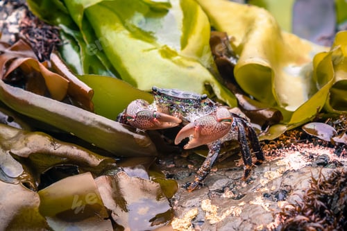 Preview: Close up of a tiny crab