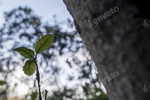 Preview: Selective focus shot of green sprout