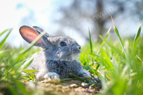 Preview: Small grey rabbit in green grass closeup