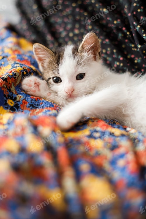 Preview: Cute little kitten lying on colorful floral dress on bed. Adorable playful kitty relaxing in bedroom
