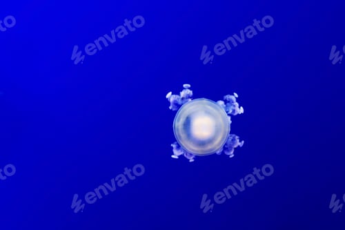 Preview: Jellyfish in water. Beauty in nature