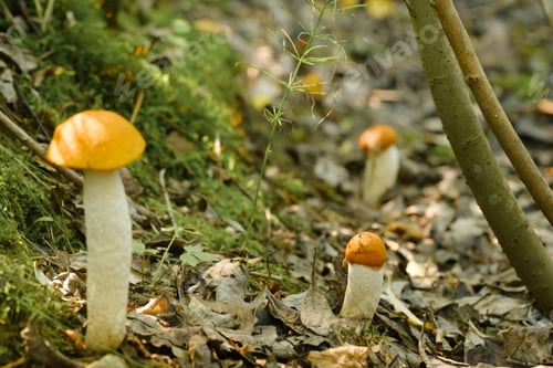 Preview: There are a lot of wild aspen mushrooms growing in the forest. Mushrooms in the forest.