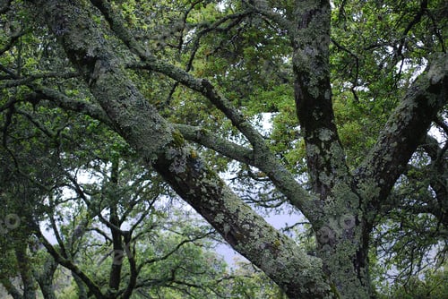 Preview: Lush forest of trees covered in moss