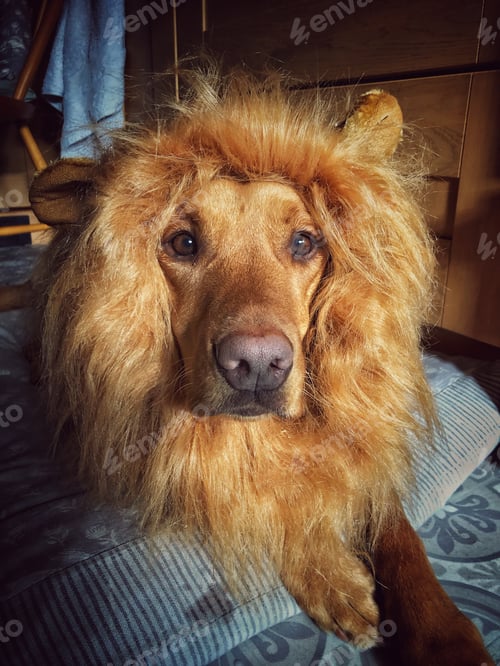 Preview: Funny pet image of a dog wearing a lion mane costume for Halloween NOMINATED