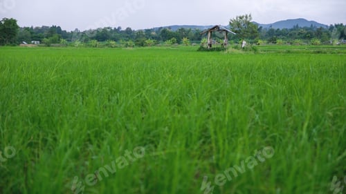 Preview: Rice trees in the field and wooden hut