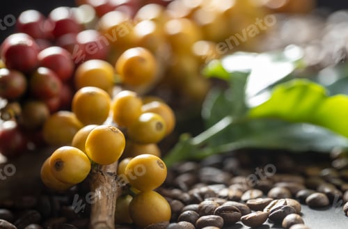 Preview: Coffee beans on coffee green leaves on wooden background, Fresh coffee beans on wooden background