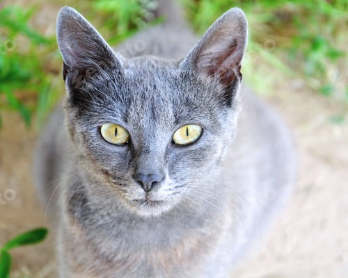 Preview: Silver cat