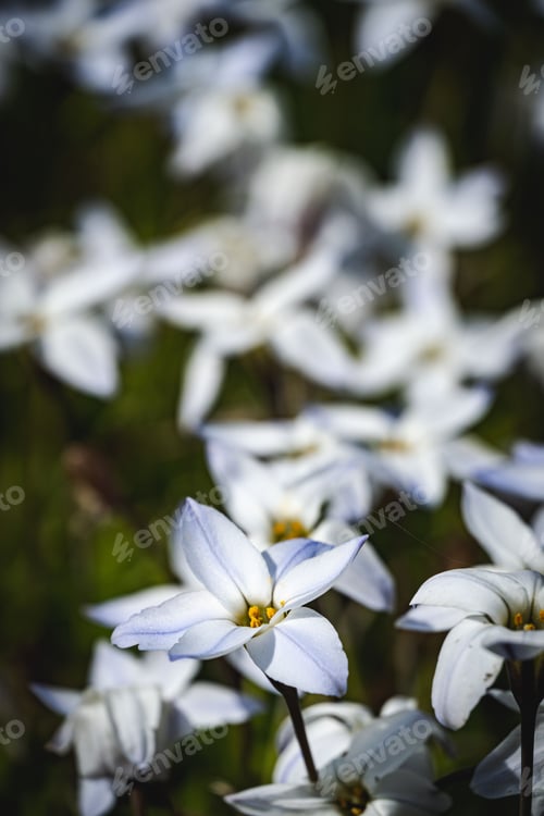Preview: Abundance of white blooms dotting a lush green grassy field