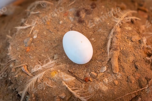 Preview: Flamingo eggs next to the lagoon in La Mata Natural Park in Torrevieja, Alicante