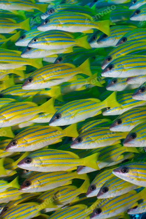 Preview: School of vibrant yellow and bluestriped fish swimming together