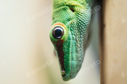 Preview: Close up green lizard eye