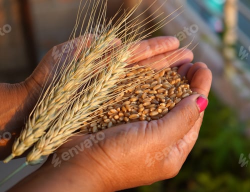 Preview: Woman holding wheat ear wheat grain in her hands.