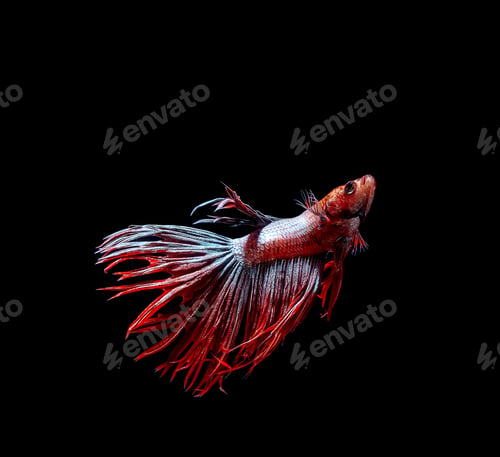 Preview: Betta fish, siamese fighting fish, betta splendens isolated on black background
